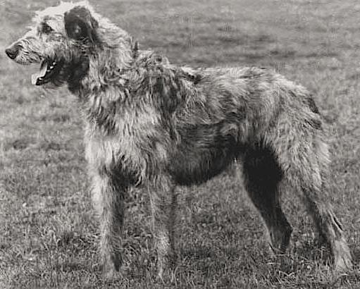 Wellandscroft Flynn