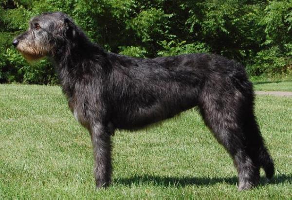 Bronwyn of Cnoc Greina