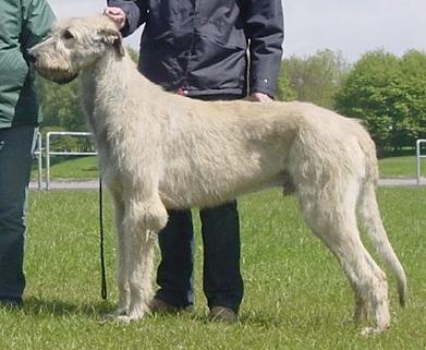 Unesco du Grand Chien de Culann