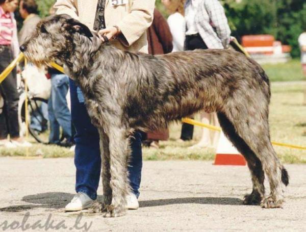 Mucha Moor's Paulchen