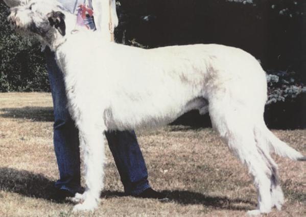 Wolfhouse Beowulf