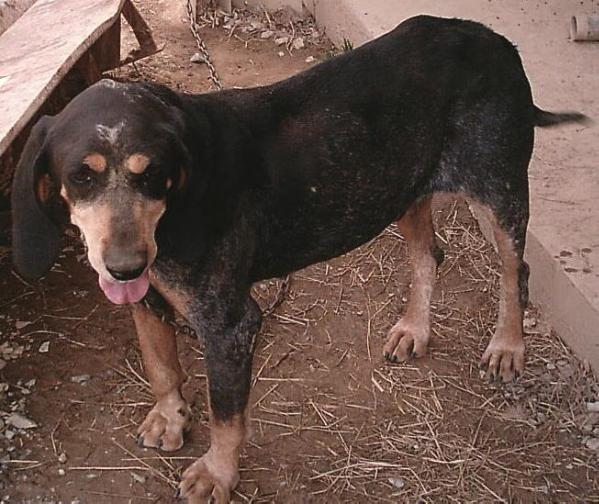 Vaughns Blue Dog Billy II