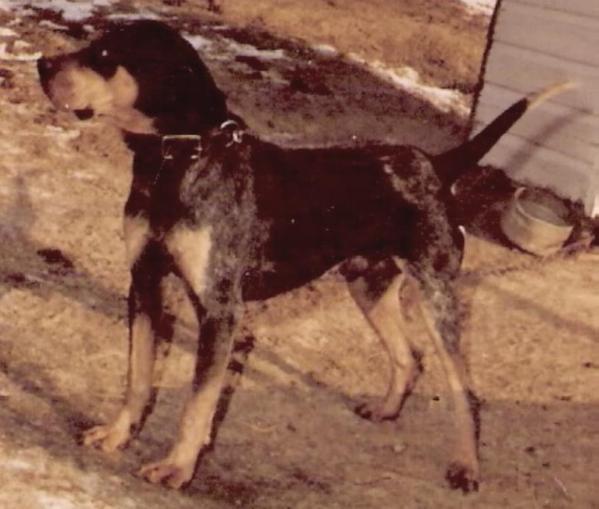 Adkins Blue Dog Blue II