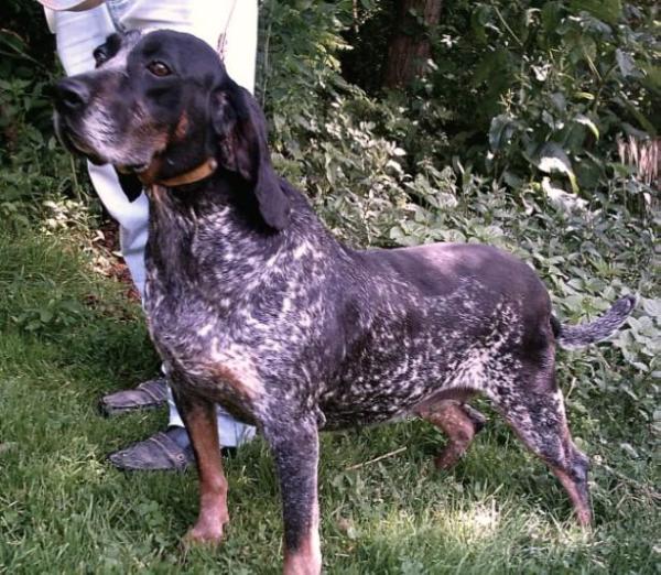 Brownings Blue Daisy