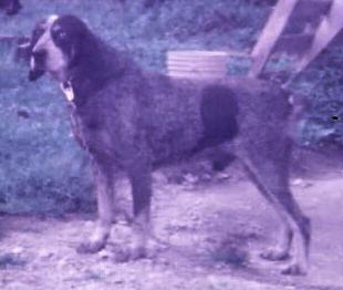 Adkins Blue Dog Blue VI