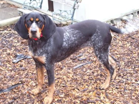 Ashes Blue Bailey