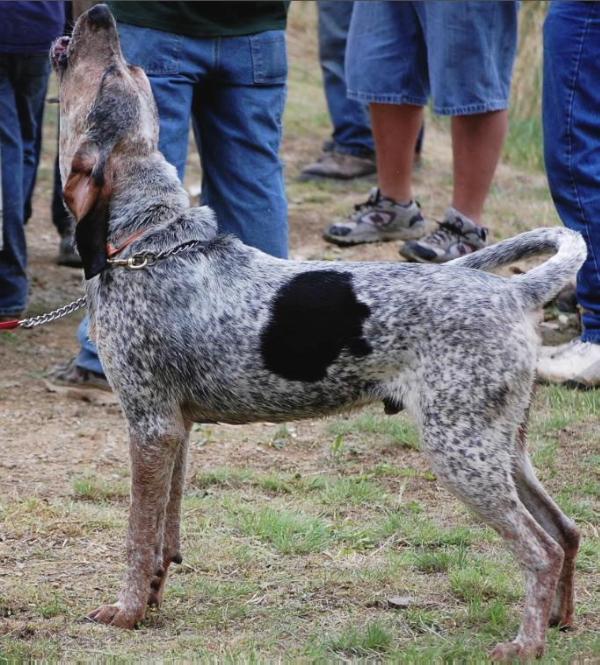 Saltlick's Shenandoah Mountain Music Blue