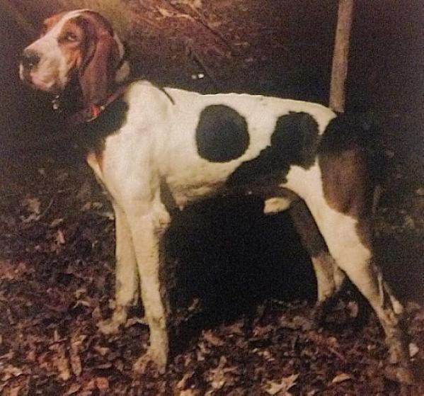 Hardwood Rube's Man