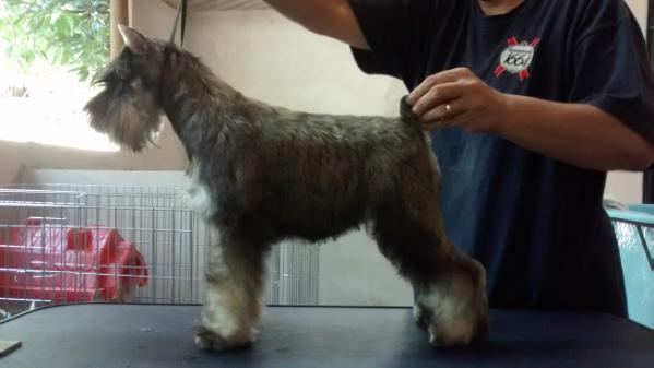 Aretha der villa der hunde