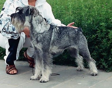 Inki Sidabrinė Grandinėlė