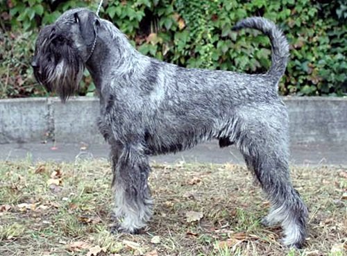 Ravel v. Achterplatzchen