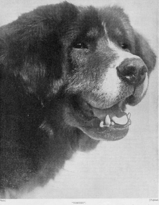 Tomtru (c.1929 UK Import)