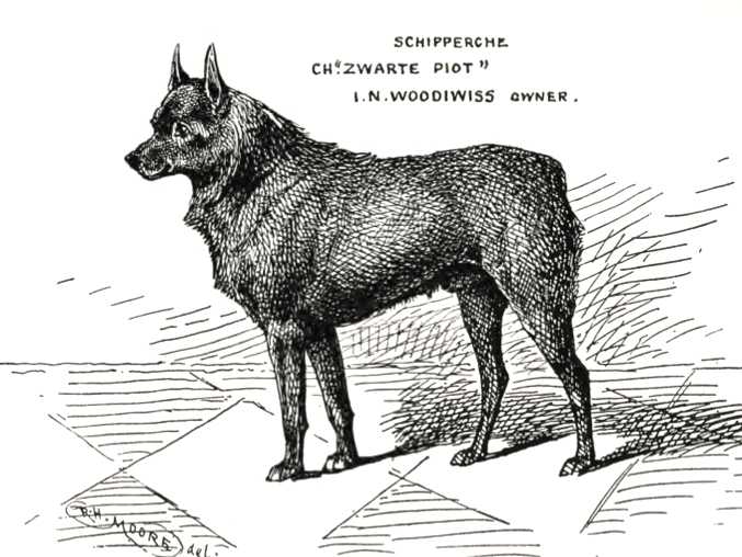 Zwarte Piot (c.1900) 28193
