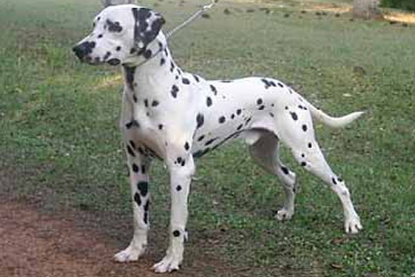 Onix do Zanco