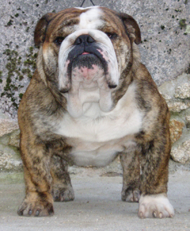 Anton lesca de islandbull