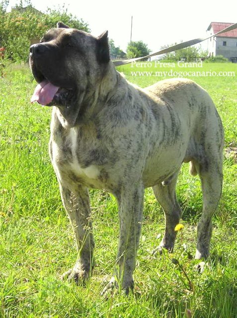 Luco de Casa del Presa