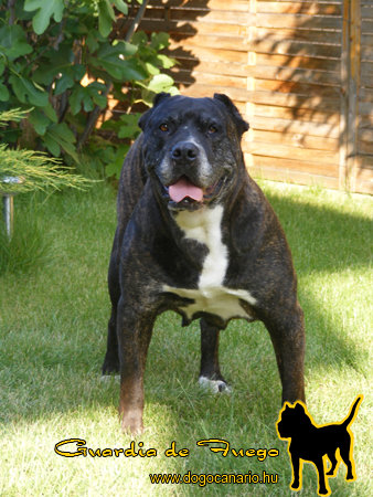 Batallador de Perro Aqueda (Cheyenne)