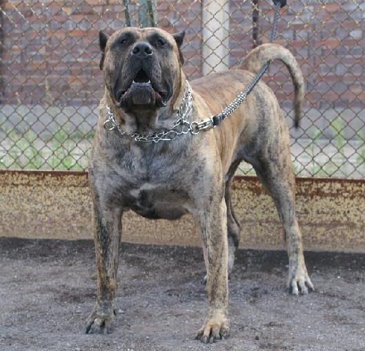Bicho Xanti Land (Bizco)