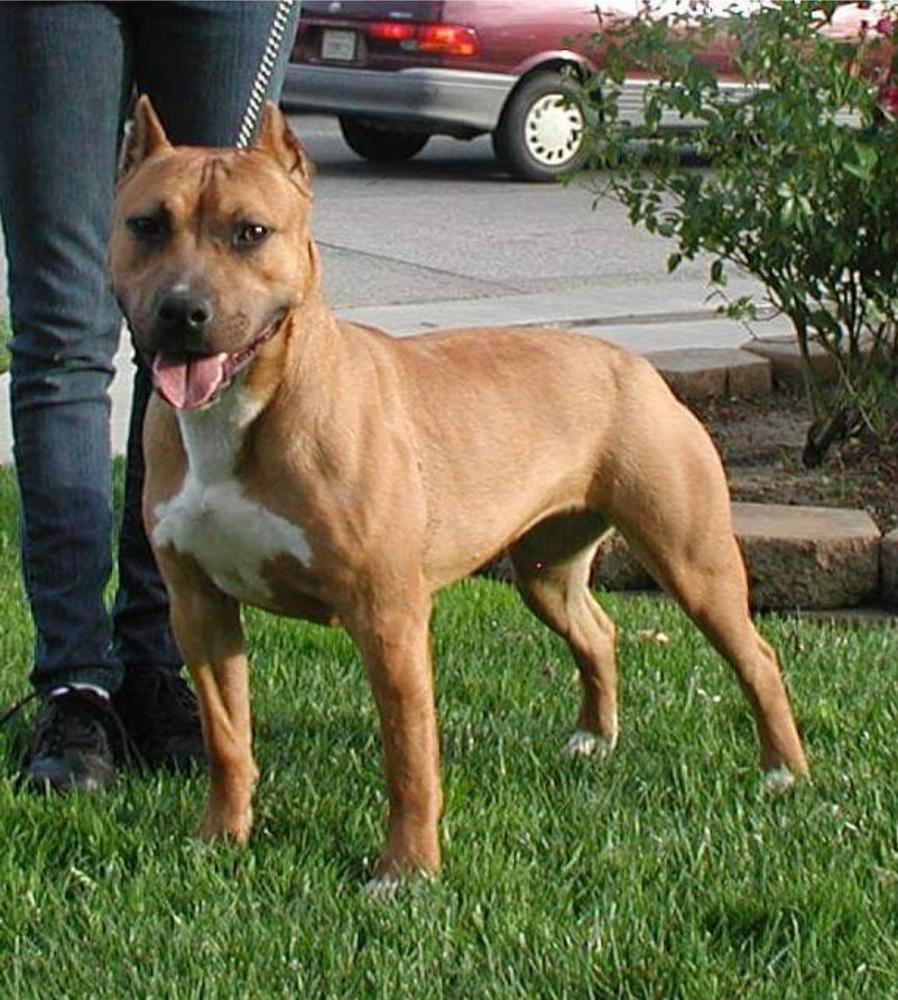 LCalderon Larum's Laramie Lacy