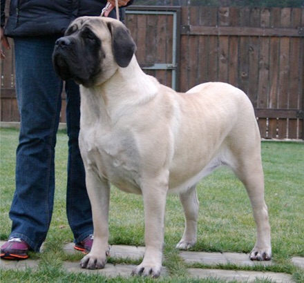 MASTIFF HILL EXPENSIVE THING