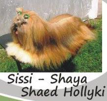 Sissi - Shaya Shaed Hollyki