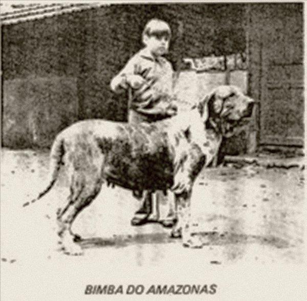 Bimba do Amazonas