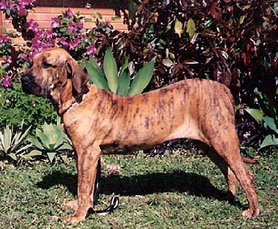 Holly do Semalu