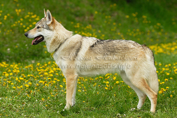 Crying Wolf Wolfy