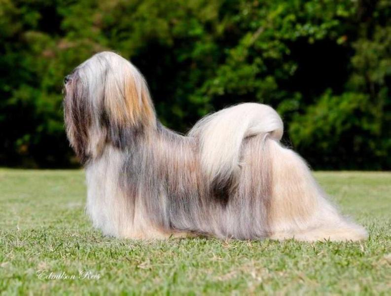 Chic Choix Panthera Jacksoni