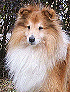 Snabswood Status Symbol