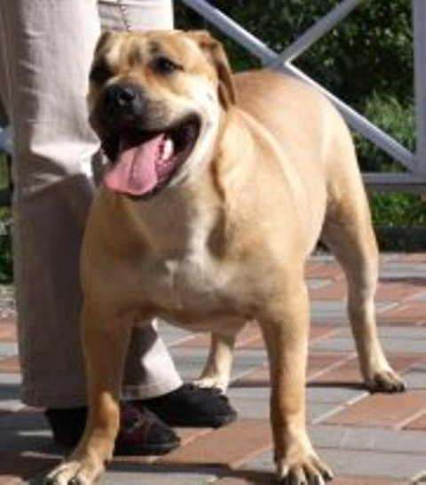 Hekate's Sacred Dogs Giana