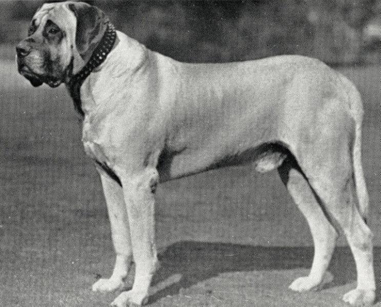 Joseph of Hellingly (Late Joseph of Studland)