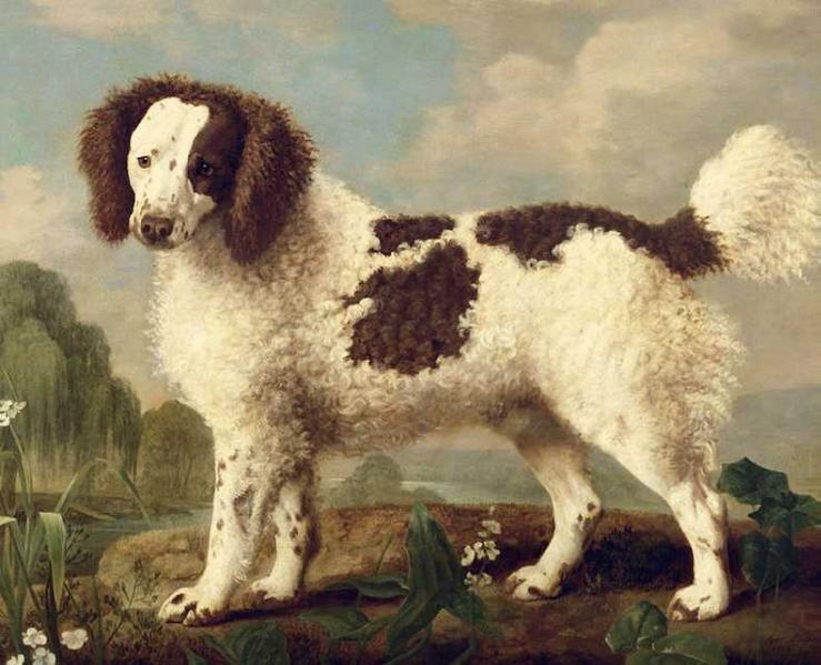 Brown White Norfolk (c.1800) [Norfolk Spaniel]