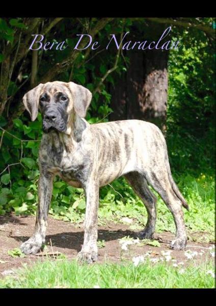 Bera de Naraclan