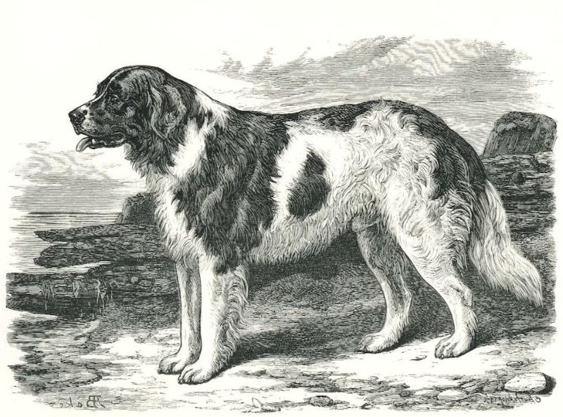 Prince Charlie (c.1886) [Mr. Ford Bagnall's] {Landseer}