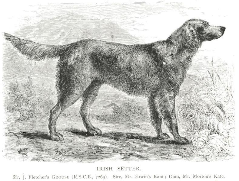 Grouse (c.1880) [Mr. J. Fletcher's]