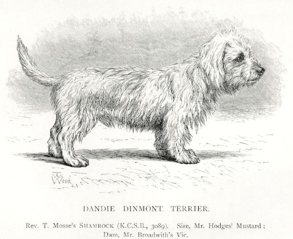 Shamrock [Rev. T Mosse's] (c.1897)