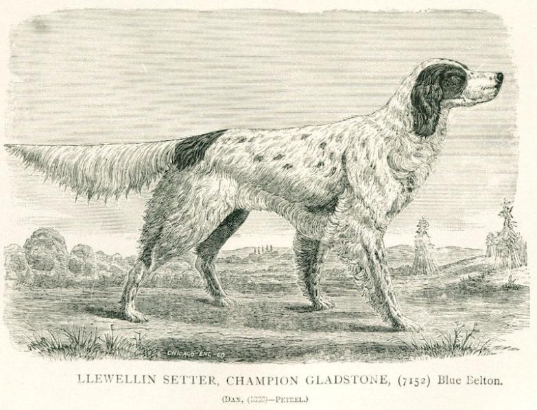 Gladstone (1876) 113 v1 (7152)