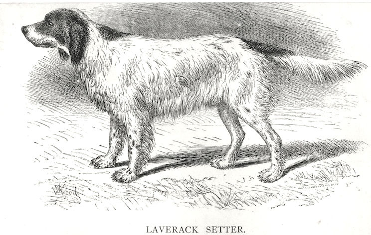 Sam [Mr. Wardlaw Reid's]
