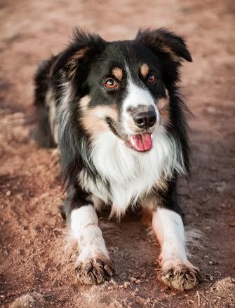 Dashing Nash ABC373845