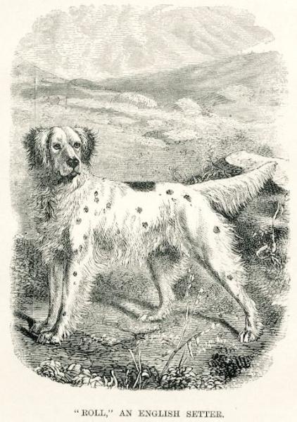 Roll (1864) 1426 [Jone's]
