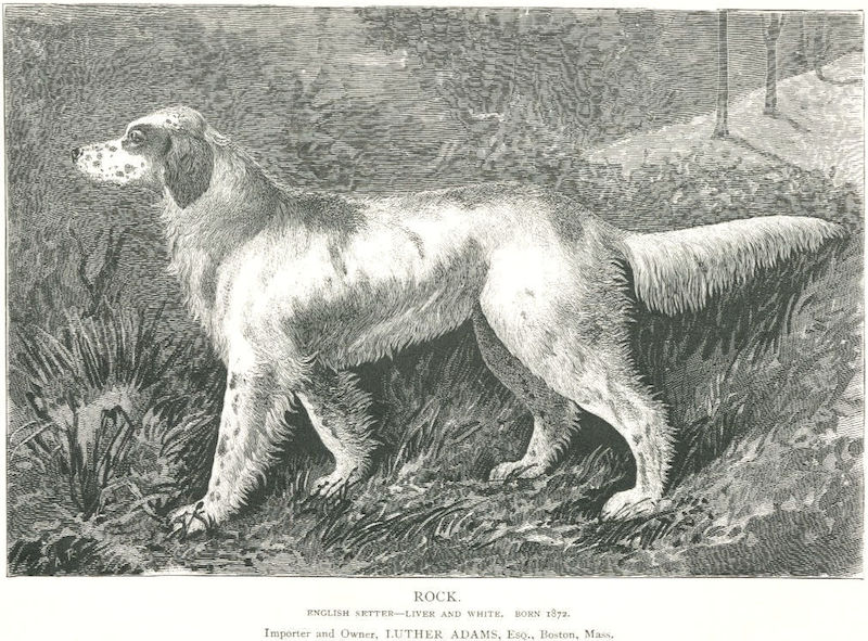Rock (1872) [Luther Adam's Esq's]