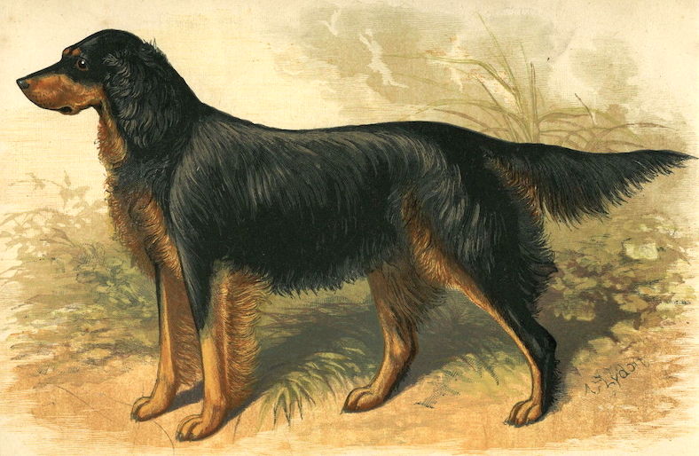 Bang IV [Mr. T.H. Scott's] (1884) 20377