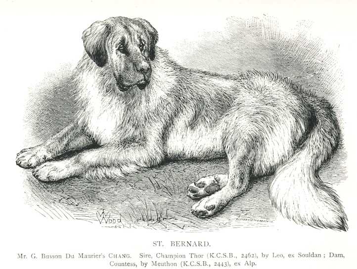 Chang (c.1897) [Mr. G. Busson Du Maurier's]