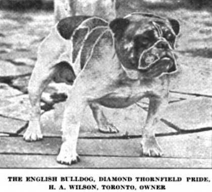 Diamond Thornfield Pride
