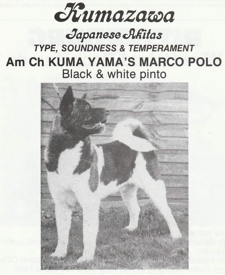 Kuma Yama's Marco Polo
