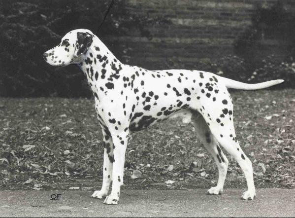 Cadoc v. Huis Dalmatho