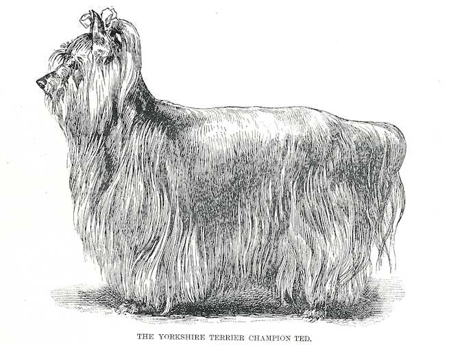 Ted (c.1901)