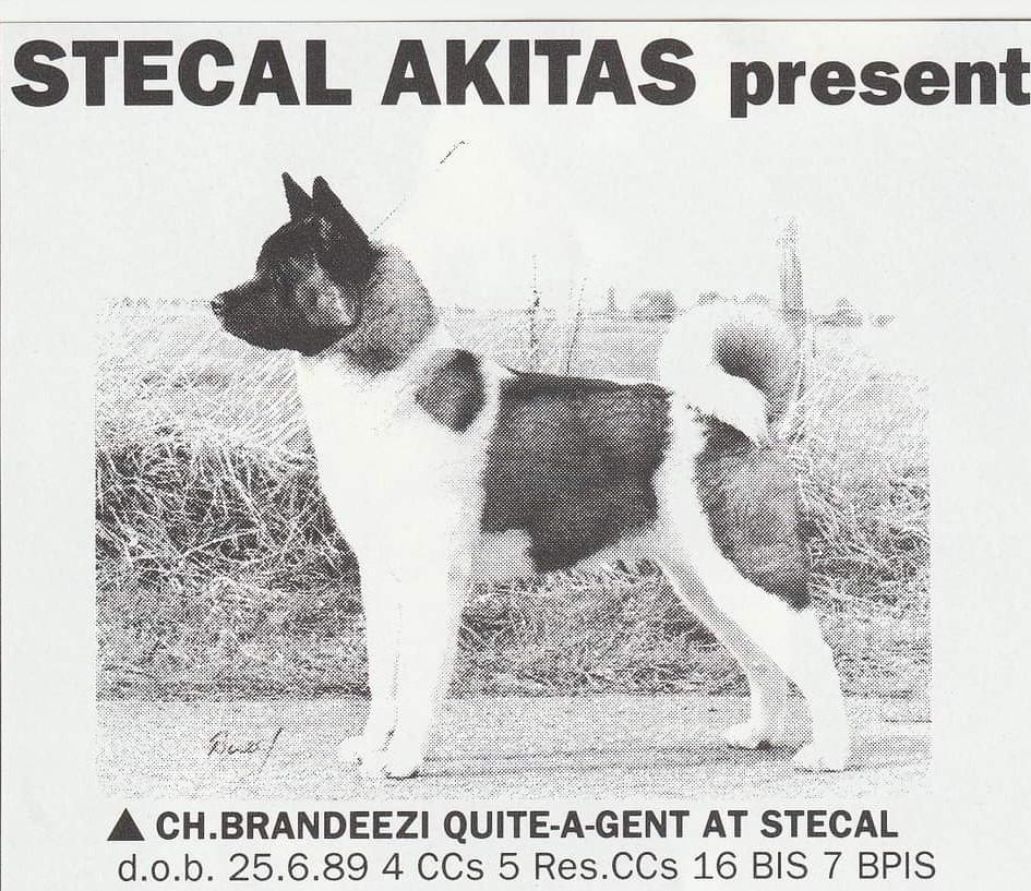 Brandeezi Quite A Gent At Stecal