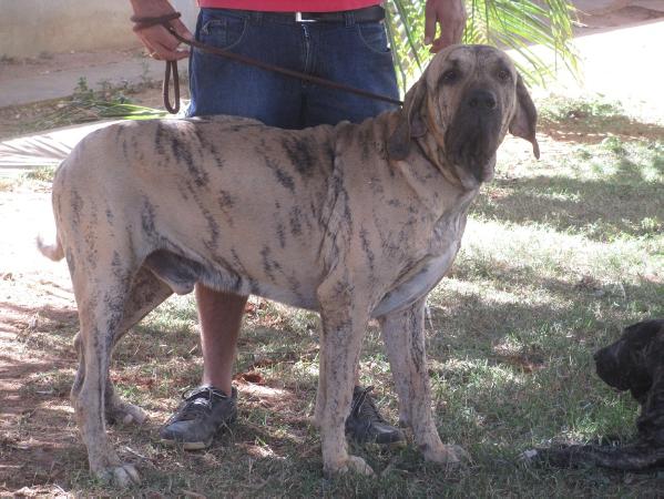 Apache do Katuiru